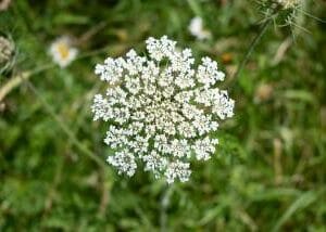 Eterično ulje Ajovan (Trachyspermum ammi) Pranarom