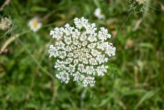 Eterično ulje Ajovan (Trachyspermum ammi) Pranarom