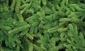 Eterično ulje Borovica (Juniperus communis) Pranarom