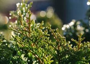 Eterično ulje Čempresa