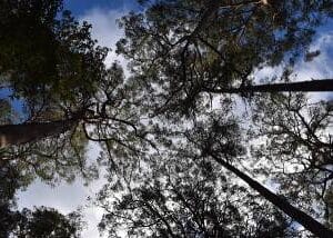 Eterično ulje Eukaliptus radiata (Eucalyptus radiata) PRANAROM