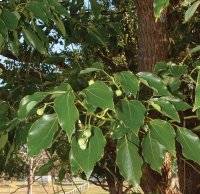 Eterično ulje HO drvo (Cinnamomum camphora ct. linalol) PRANAROM