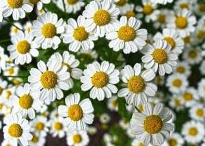 Eterično ulje Kamilica rimska (Chamaemelum nobile L.) Pranarom