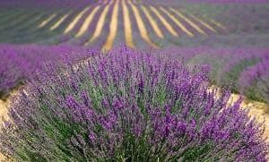 Eterično ulje Lavande angustifolia