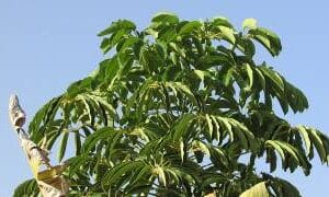 Eterično ulje Licea (Litsea citrata) PRANAROM