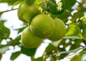 Eterično ulje Limeta (Citrus aurantifolia) PRANAROM