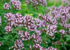 Eterično ulje Mravinac kompaktni (Origanum compactum) PRANAROM