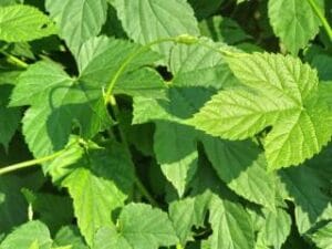 Eterično ulje Pačulija