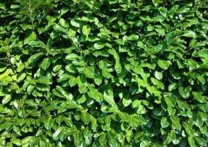 Eterično ulje Ravensara pranarom