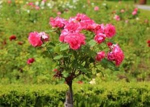 Eterično ulje Ružino drvo