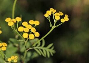 Eterično ulje Smilje