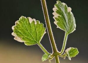 Eterično ulje Tamjan