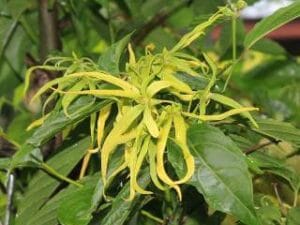 Eterično ulje Ylang-Ylanga