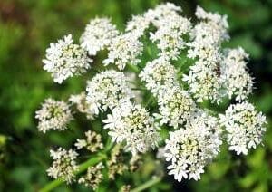 Eterično ulje sjemenki Mrkve (Daucus carota) PRANAROM